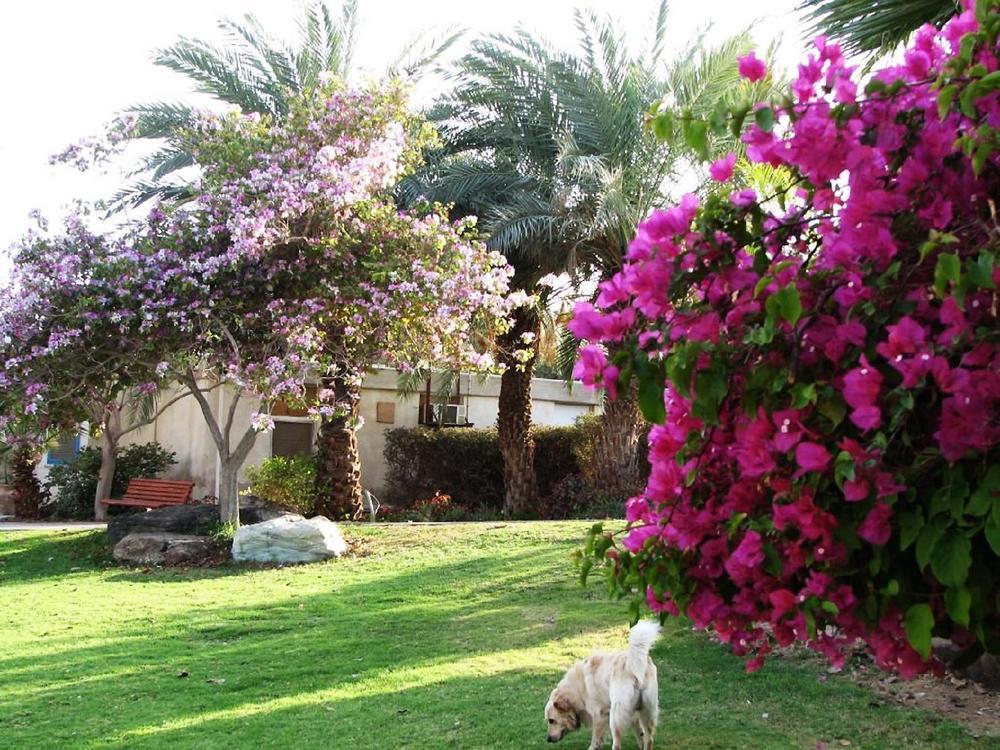 Eilot Kibbutz Country Lodging เอลัต ภายนอก รูปภาพ
